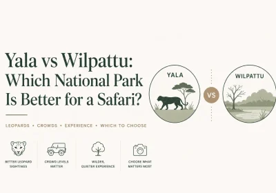 Yala vs Wilpattu: Which National Park Is Better for a Safari?